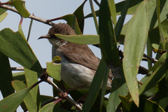 Ramsayornis modestus