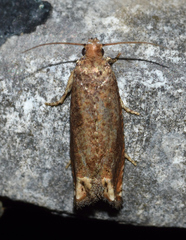 Epiblema abruptana