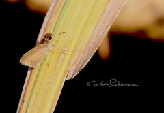 Lerodea eufala eufala