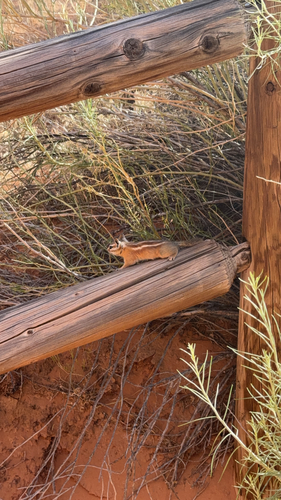Hopi Chipmunk observed by soonercaro