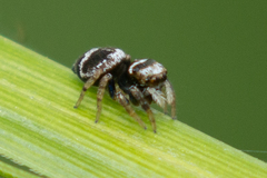 Euryattus bleekeri