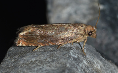 Epiblema abruptana