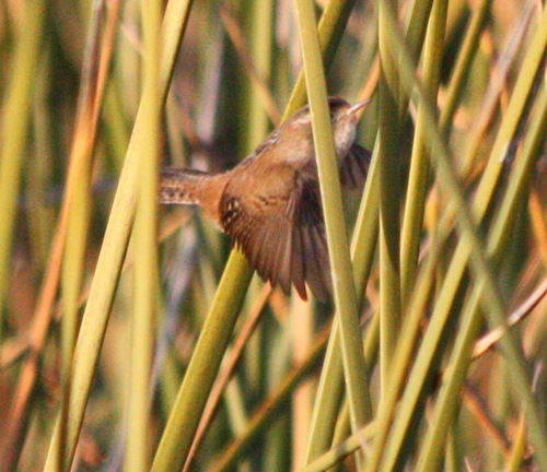 Cistothorus palustris