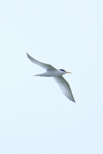Little Tern