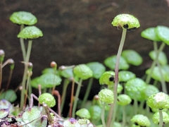 Cryptomitrium tenerum