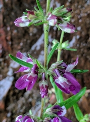 Collinsia
