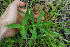 Trifolium virginicum