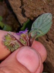 Phacelia vallicola