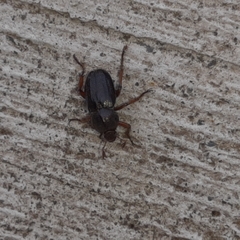 Faula centralis