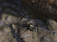 Microvelia americana