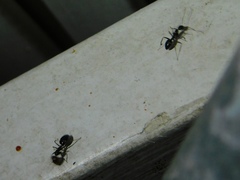 Camponotus sexguttatus