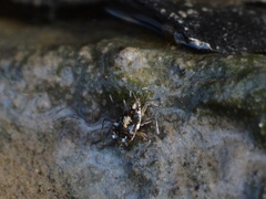 Microvelia americana