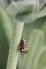 Clastoptera lineatocollis