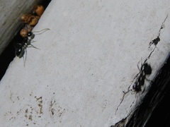 Camponotus sexguttatus