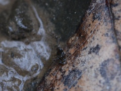 Microvelia americana