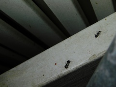 Camponotus sexguttatus