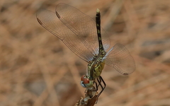 Diplacodes trivialis