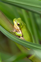 Litoria fallax