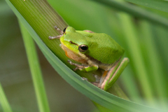 Litoria fallax