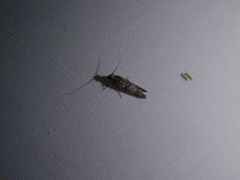Lepidoptera