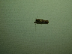 Lepidoptera