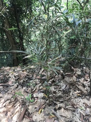 Phyllostachys makinoi