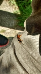 Ichneumon lotatorius