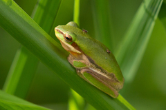 Litoria fallax