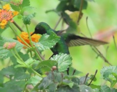 Chlorostilbon assimilis