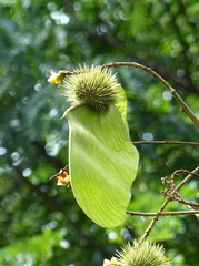 Centrolobium tomentosum