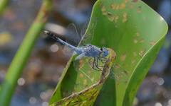 Diplacodes trivialis