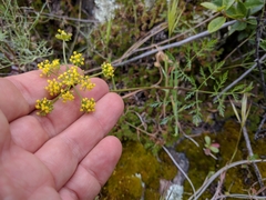 Lomatium utriculatum