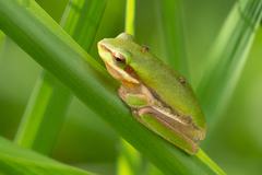 Litoria fallax