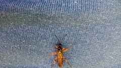 Ichneumon lotatorius