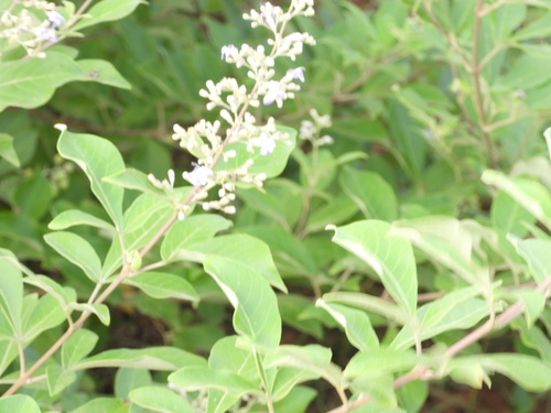 Vitex trifolia