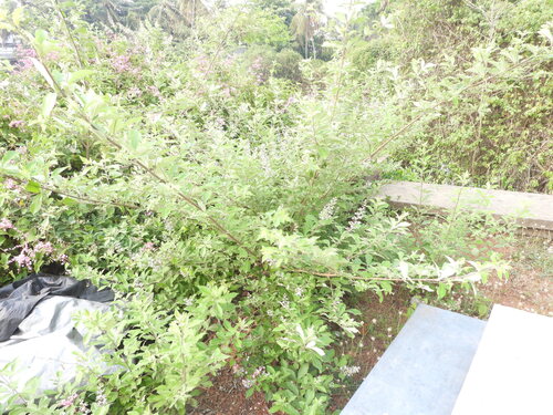 Vitex trifolia