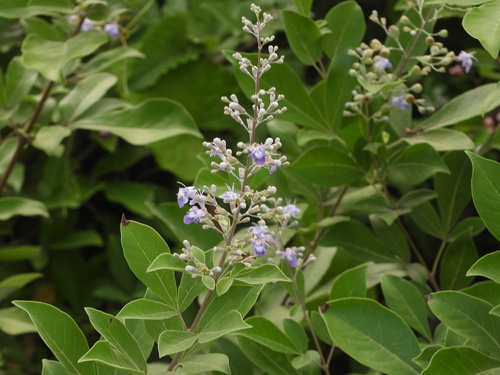 Vitex trifolia