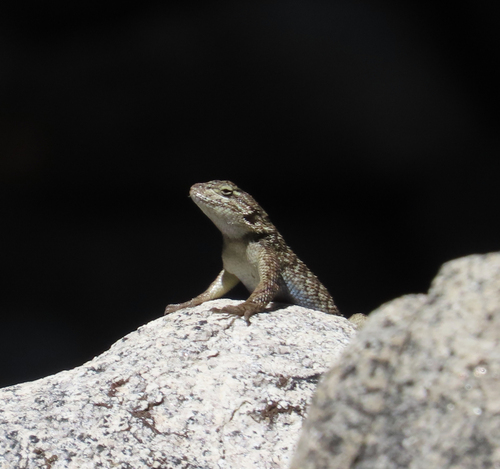 iNaturalist observation photo of Western Fence Lizard