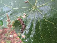 Helicorthomorpha holstii