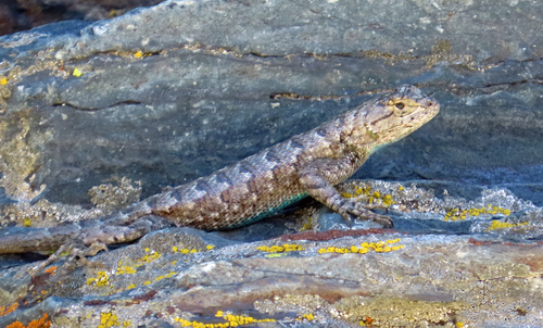 iNaturalist observation photo of Western Fence Lizard