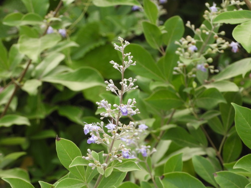 Vitex trifolia