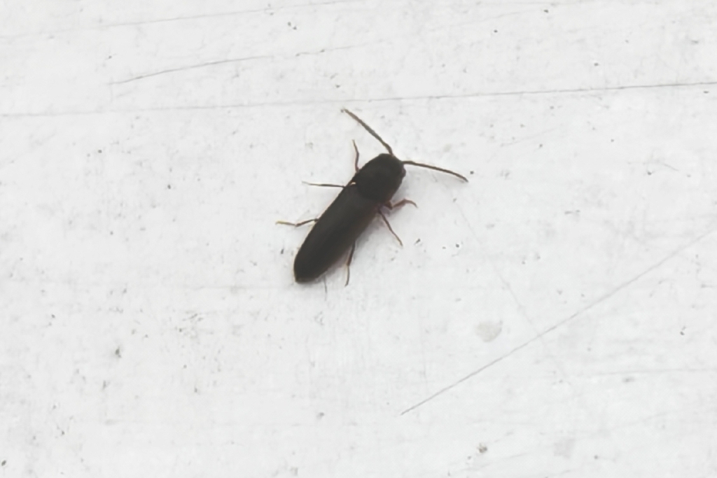 Dirrhagofarsus attenuatus