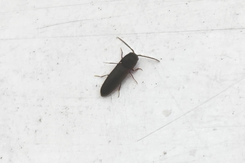 Dirrhagofarsus attenuatus