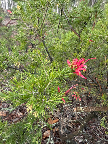 rosemary grevillea