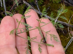 Lomatium utriculatum