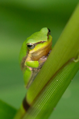 Litoria fallax