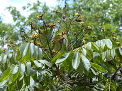 Centrolobium tomentosum