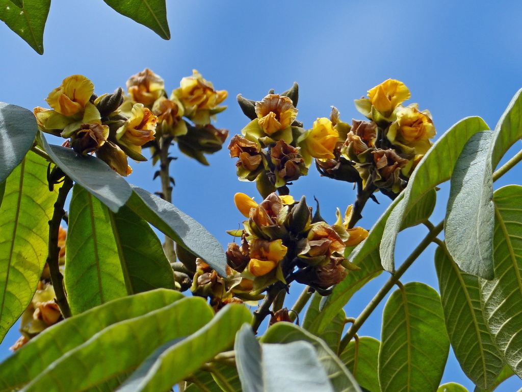 Centrolobium tomentosum