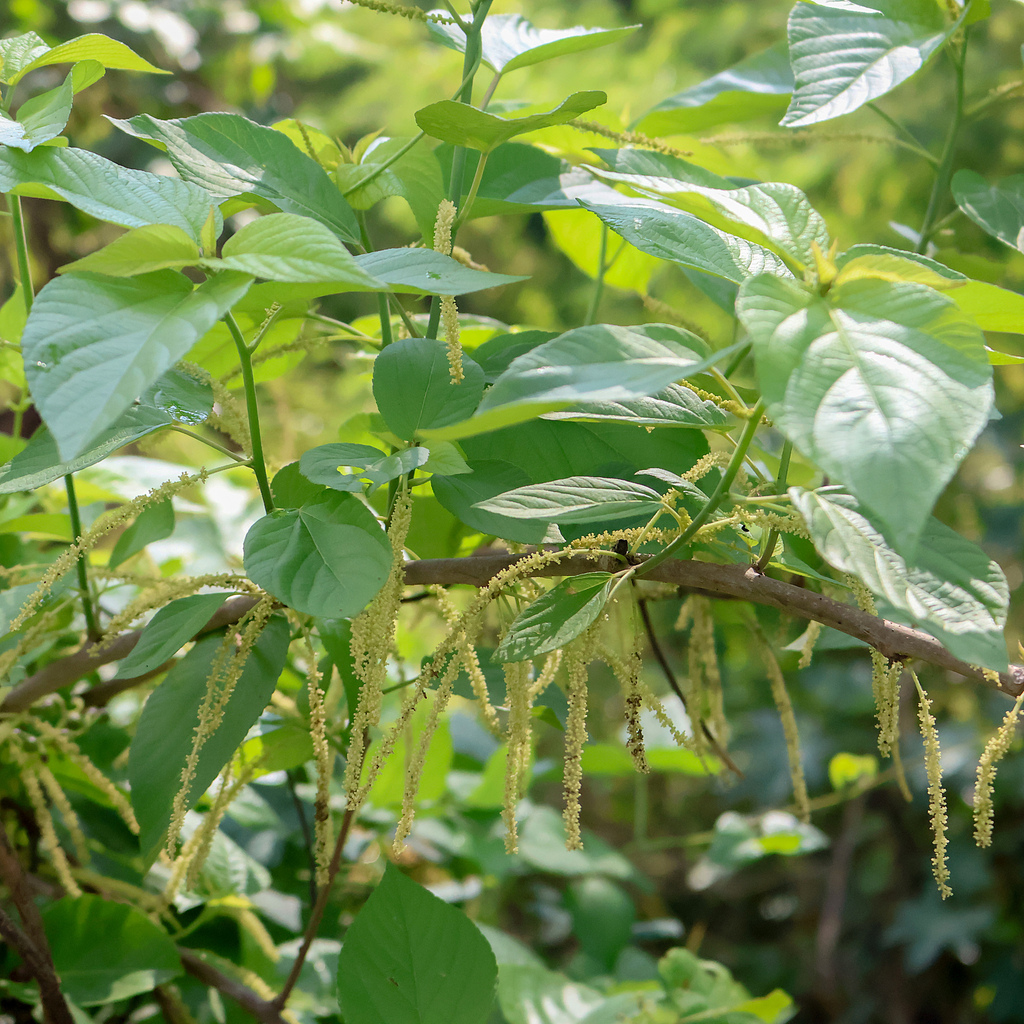 Acalypha cincta Müll.Arg.
