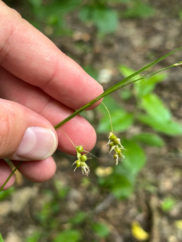 Carex sprengelii, photograph 2